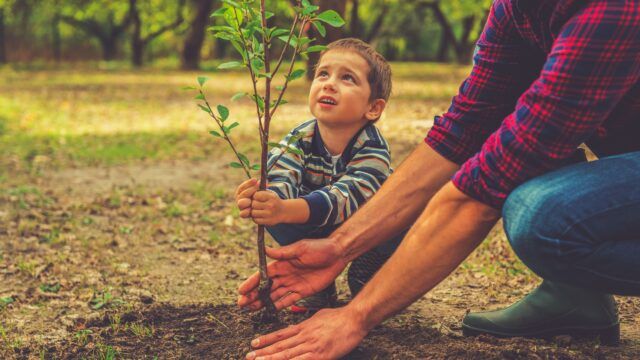 little boy planting a tree with his father
